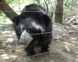 There is also a Bear Rescue center inside the Sanctuary in which rescued enslaved dancing bears are kept. The place is currently housing more than 170